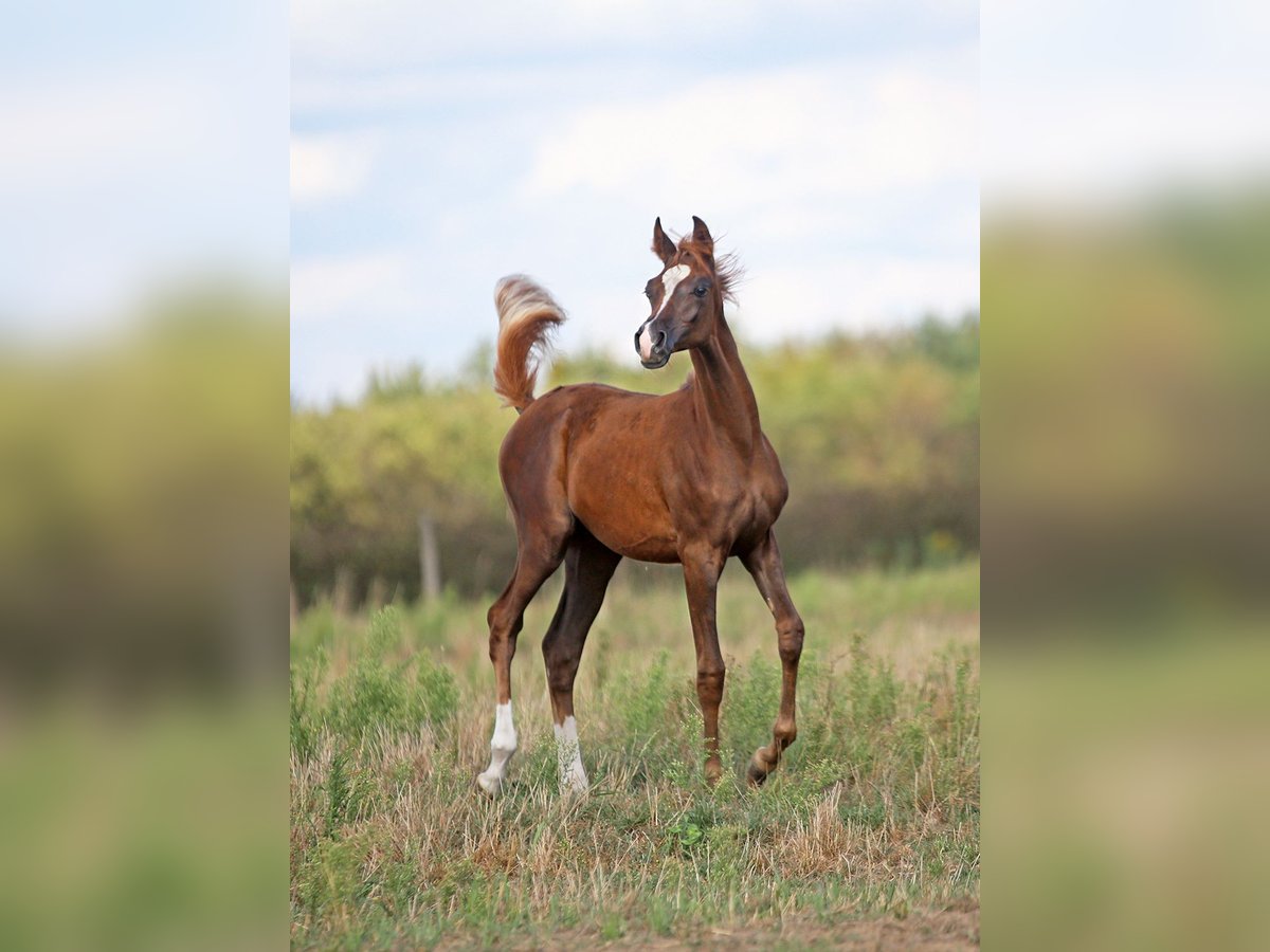 Arabian horses Mare Foal (04/2025) Chestnut-Red in Stryk&#xF3;w