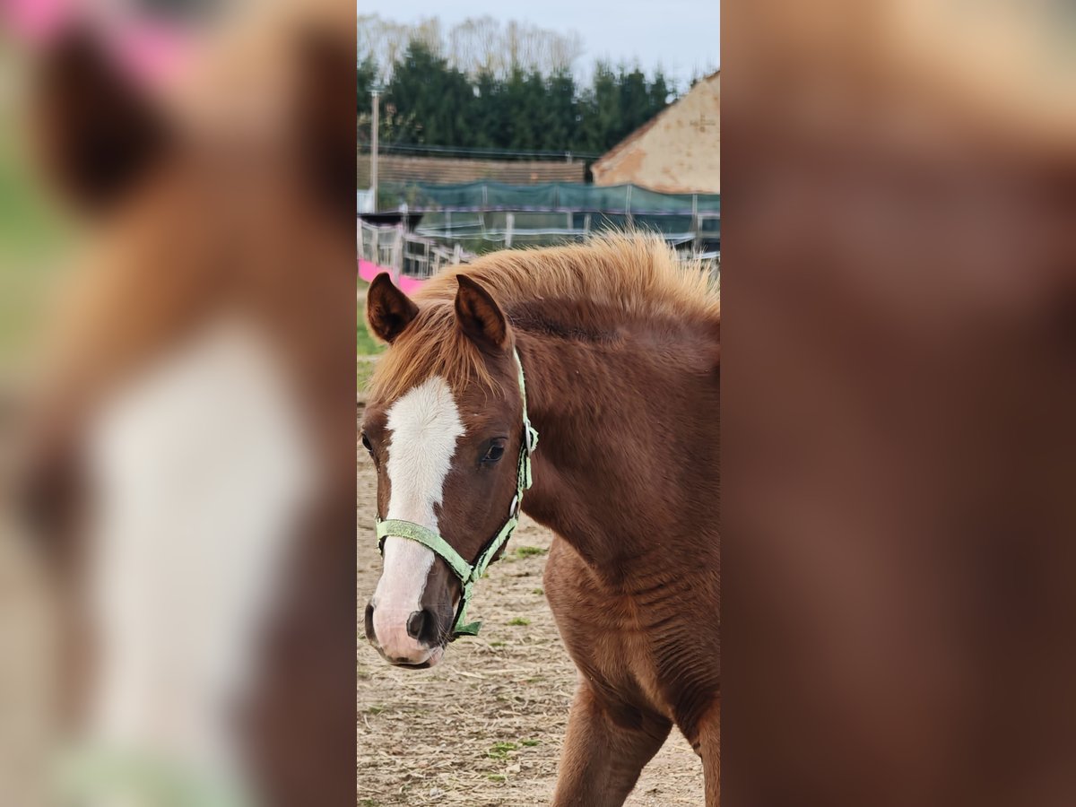 Arabian horses Mare Foal (05/2025) Chestnut-Red in Kladruby