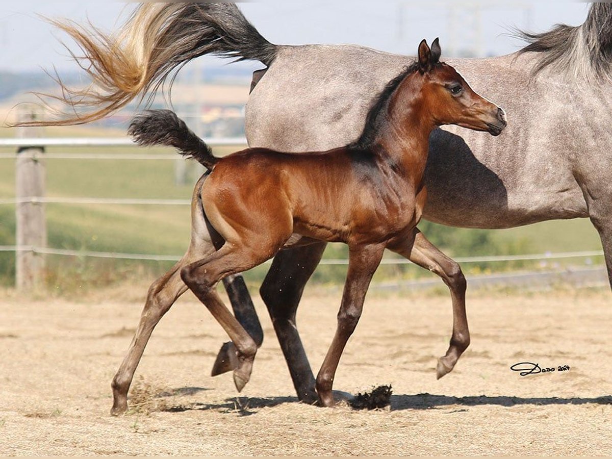 Arabian horses Mare Foal (07/2024) in Wallsee