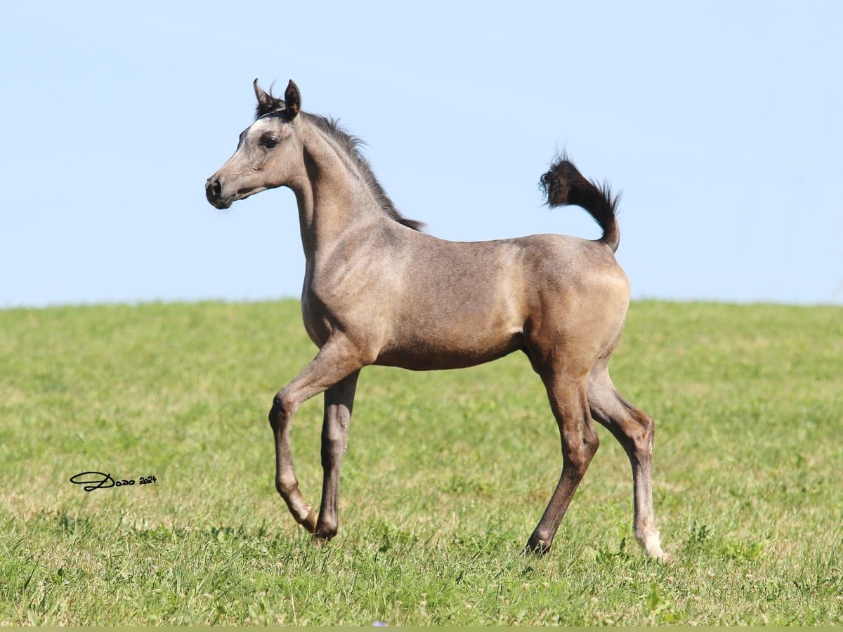 Arabian horses Mare  Gray in Wallsee