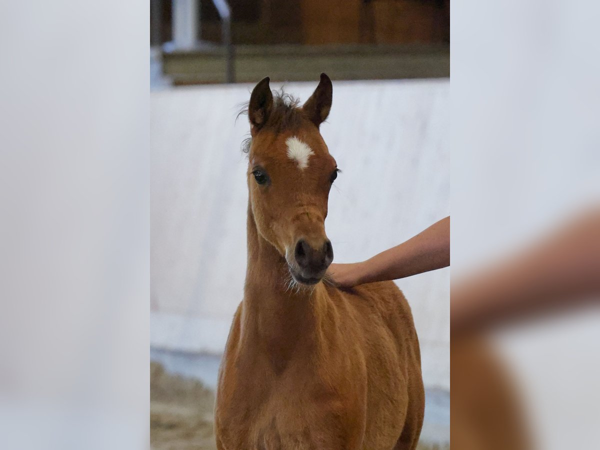 Arabian horses Mare Foal (01/2025) in Nellingen