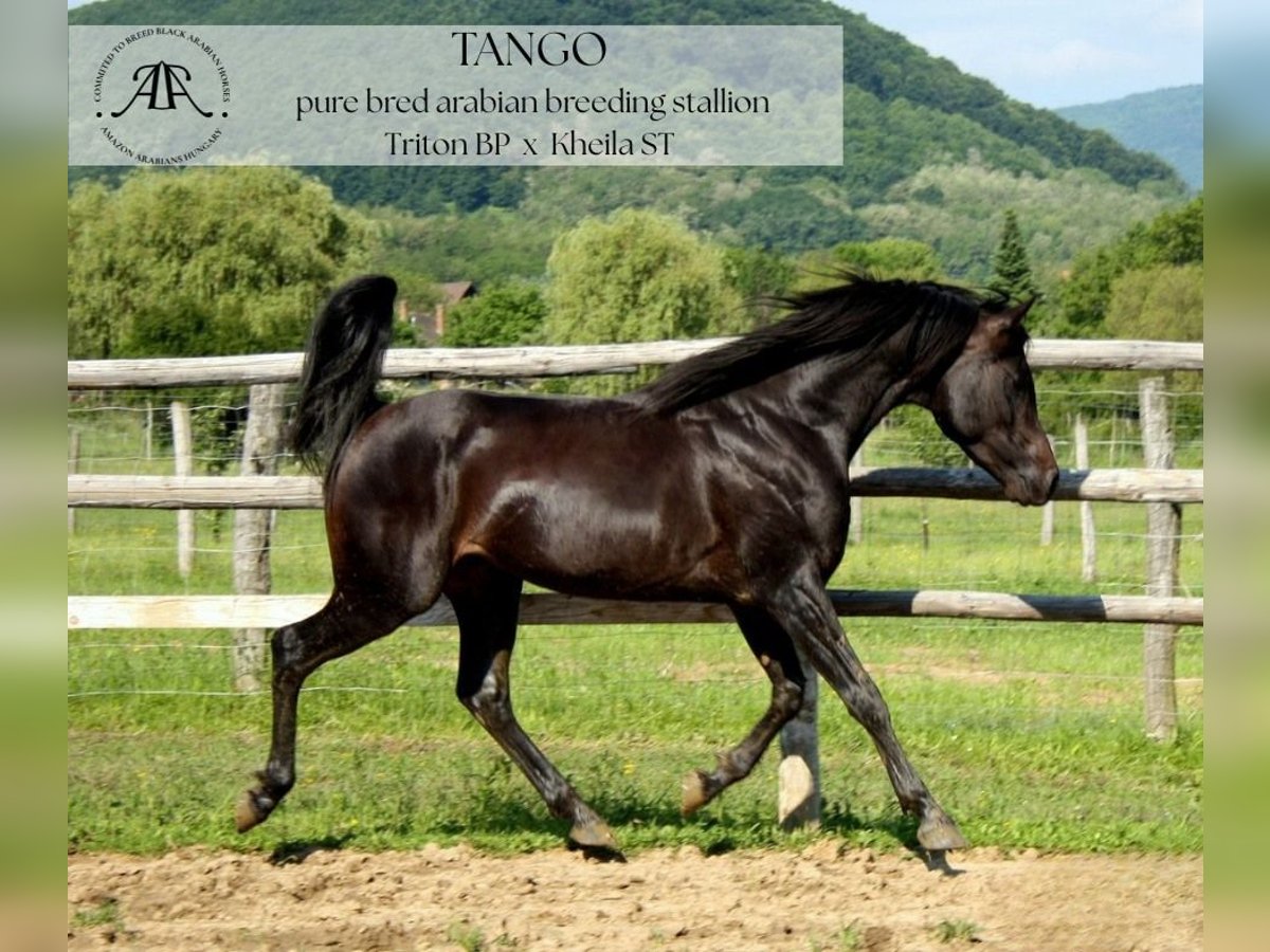 Arabian horses Stallion 10 years 14,2 hh Bay-Dark in Par&#xE1;d