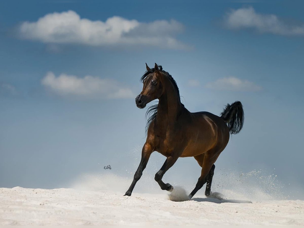 Arabian horses Stallion 10 years 15,1 hh Bay in Wrocław