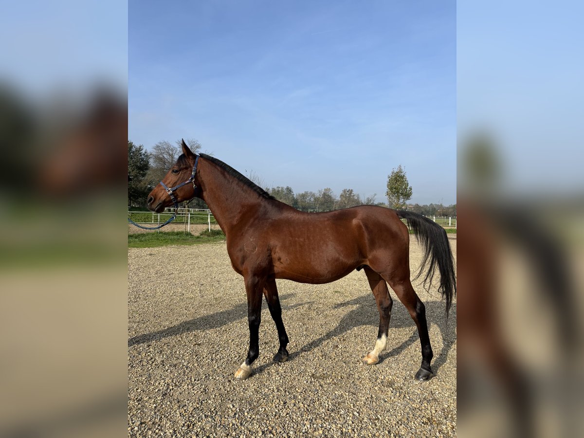 Arabian horses Stallion 10 years 15,1 hh Brown in Travo