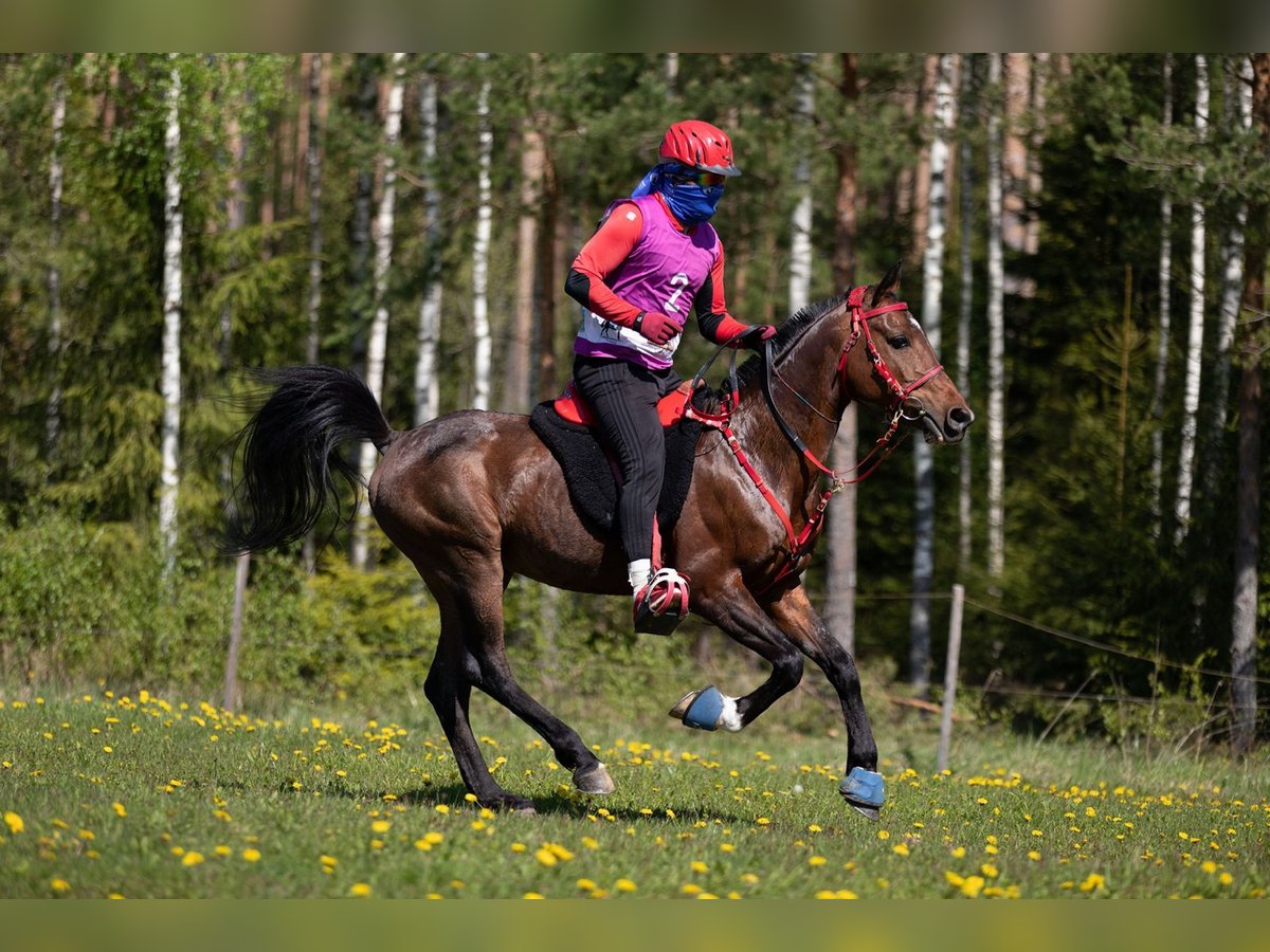 Arabian horses Stallion 11 years 14,2 hh in Tallinn