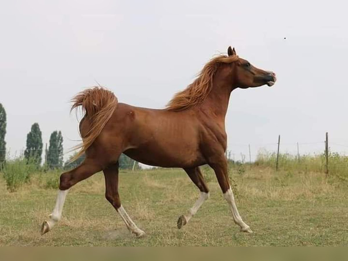 Arabian horses Stallion 11 years 15,1 hh Chestnut-Red in Hochborn