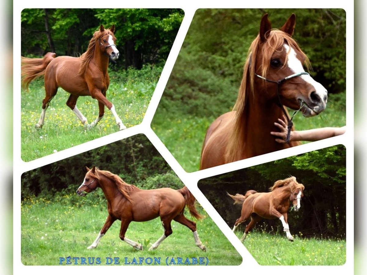 Arabian horses Stallion 13 years 14,1 hh Sorrel in Sainte-Gauburge-Sainte-Colombe