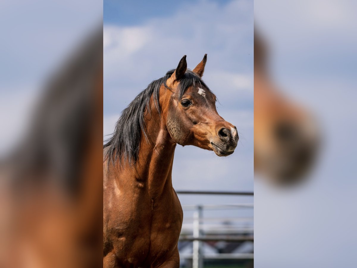 Arabian horses Stallion 15 years 14,3 hh Brown in Babenhausen