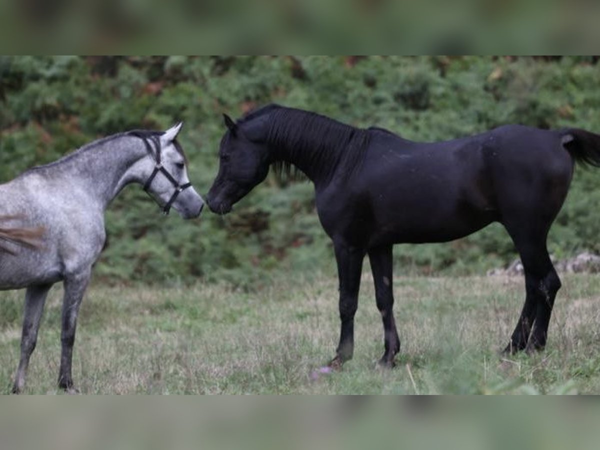 Arabian horses Stallion 17 years 15 hh Black in Pandenes