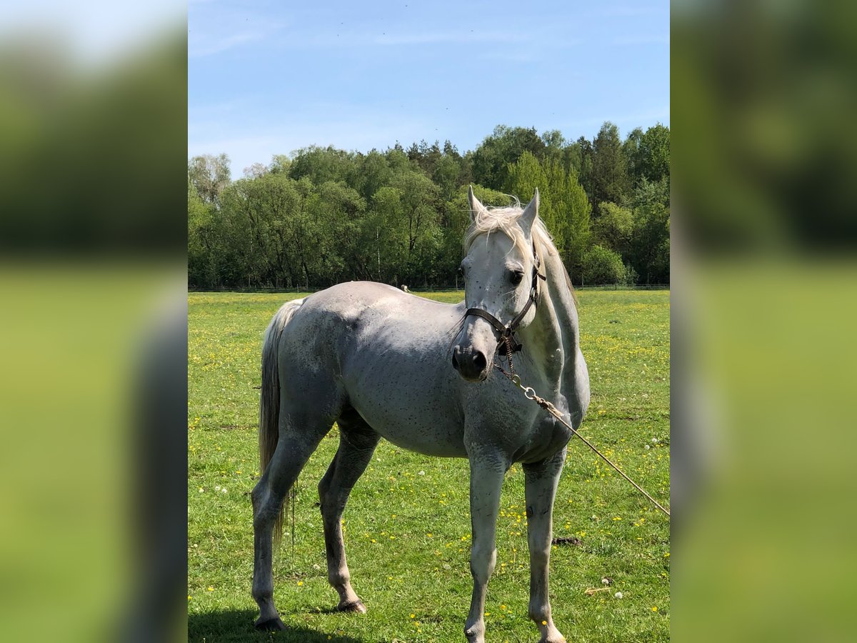 Arabian horses Stallion 17 years 15,1 hh Grey in Lubiszyn
