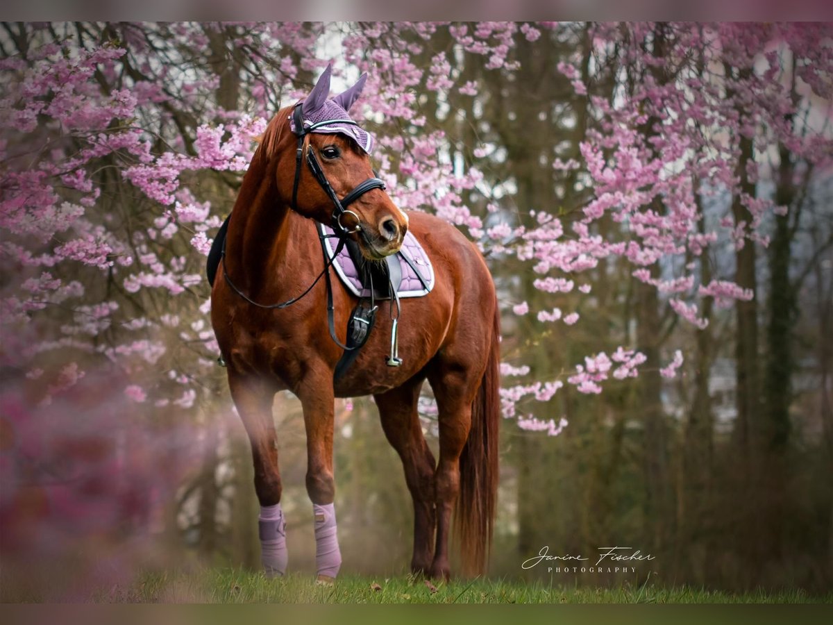 Arabian horses Stallion 18 years 14,1 hh Chestnut-Red in Blomberg