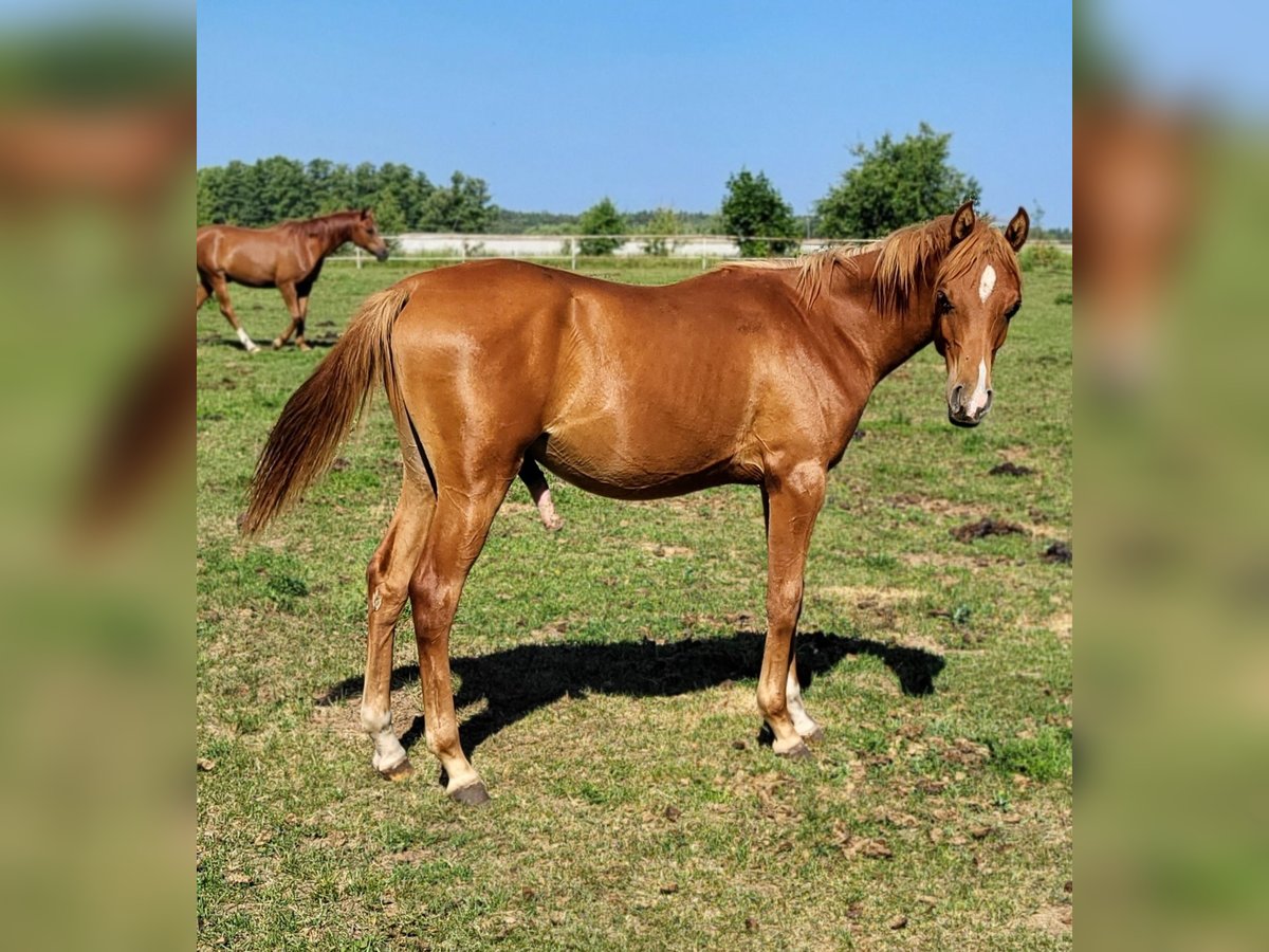 Arabian horses Stallion 1 year 13 hh Chestnut-Red in Lubiszyn