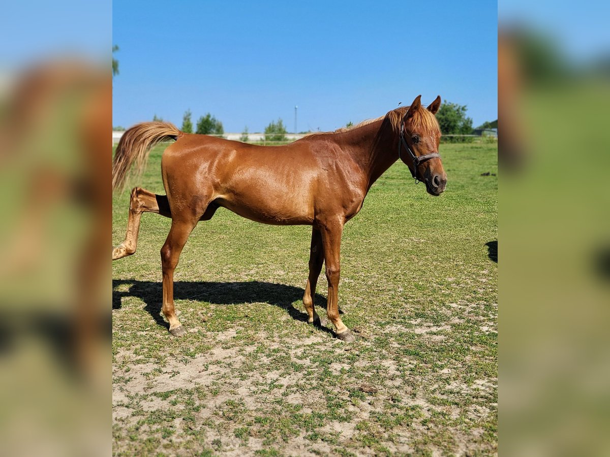 Arabian horses Stallion 1 year 13,2 hh Chestnut-Red in Lubiszyn