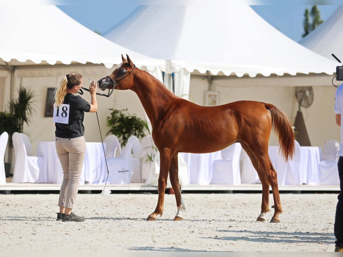 Arabian horses Stallion 1 year 14,2 hh Chestnut in Komárov