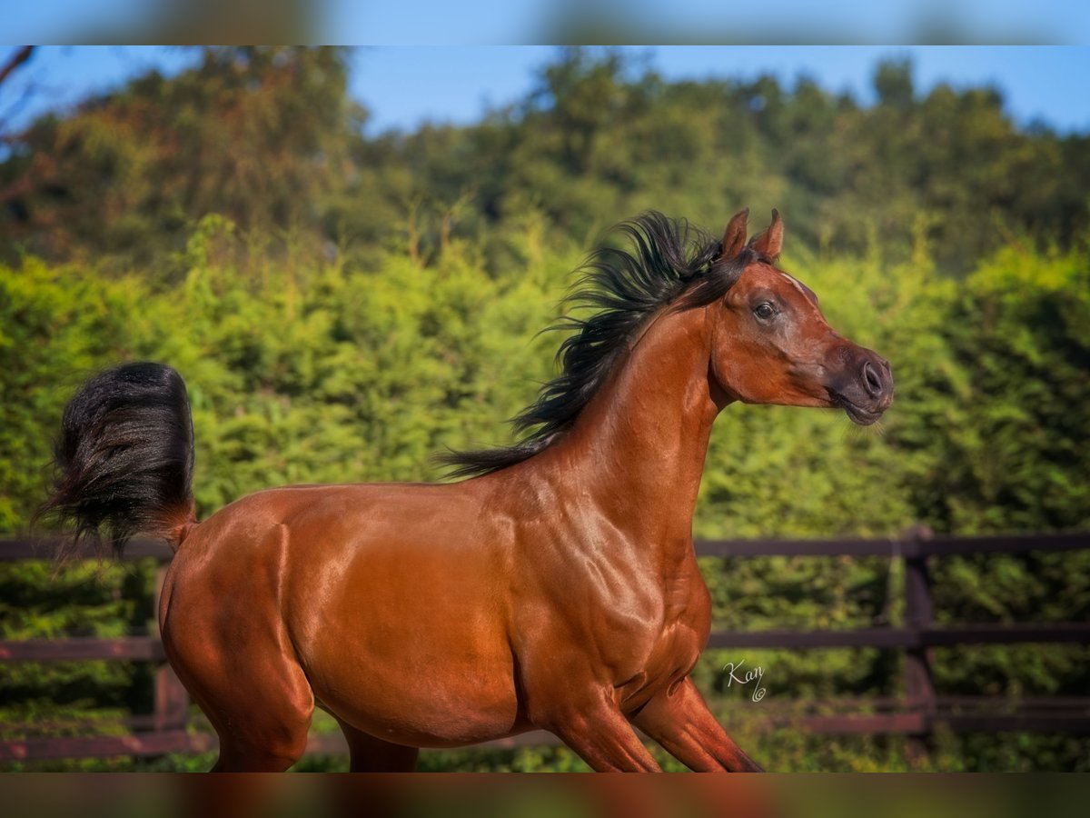 Arabian horses Stallion 1 year 14,1 hh Brown in Uddel
