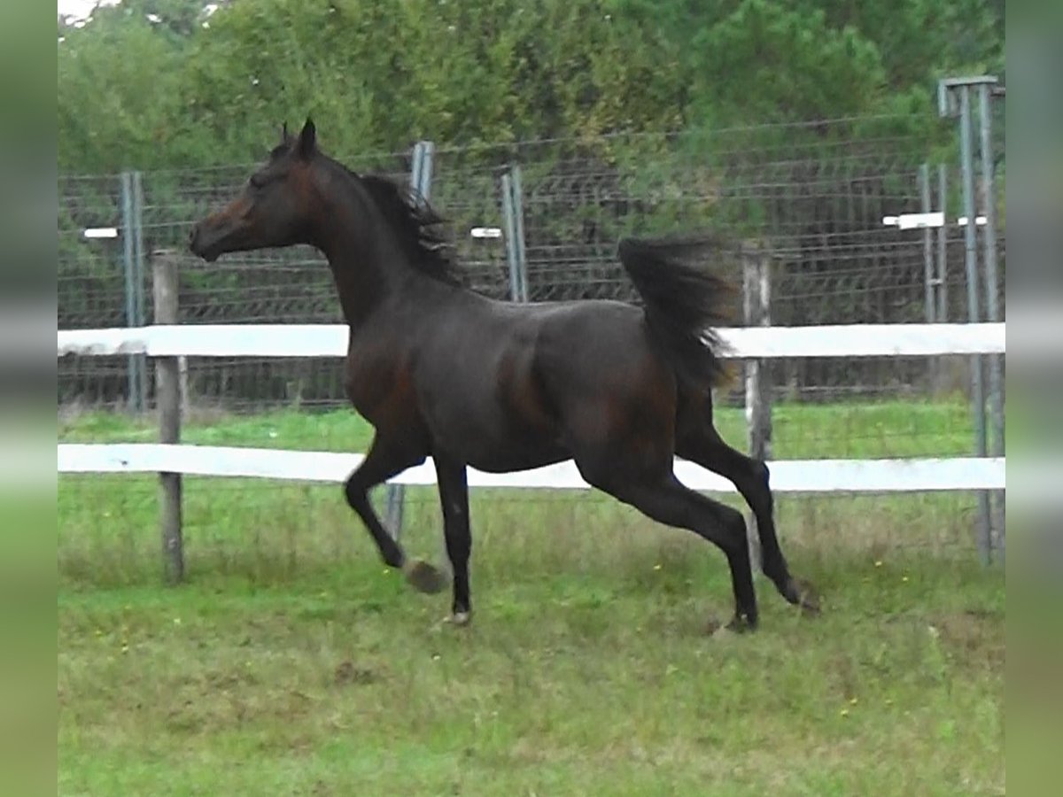 Arabian horses Stallion 1 year 15,1 hh Bay-Dark in Bordeaux