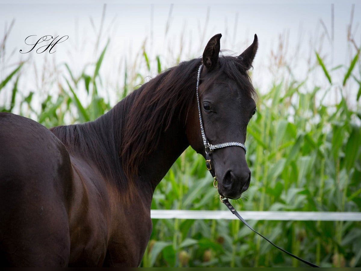 Arabian horses Stallion 1 year 15,1 hh Black in Hagendorn