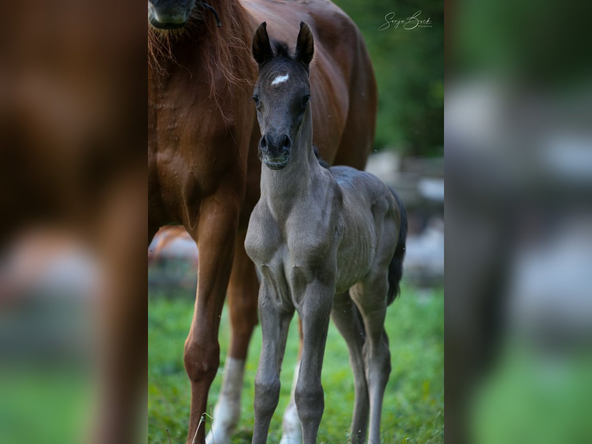 Arabian horses Stallion 1 year 15,1 hh Black in Pastetten