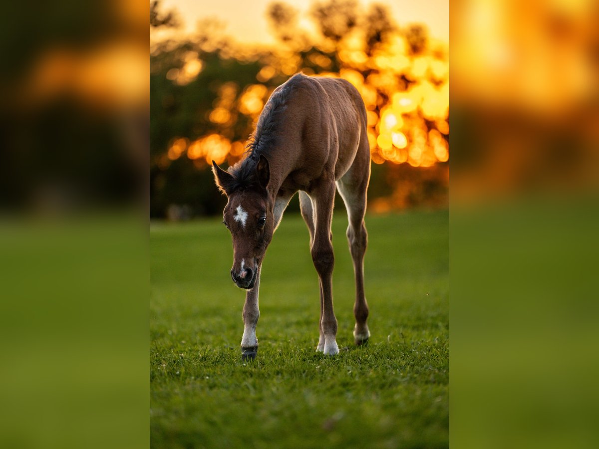 Arabian horses Stallion 1 year 15,1 hh Brown in Herzberg am Harz