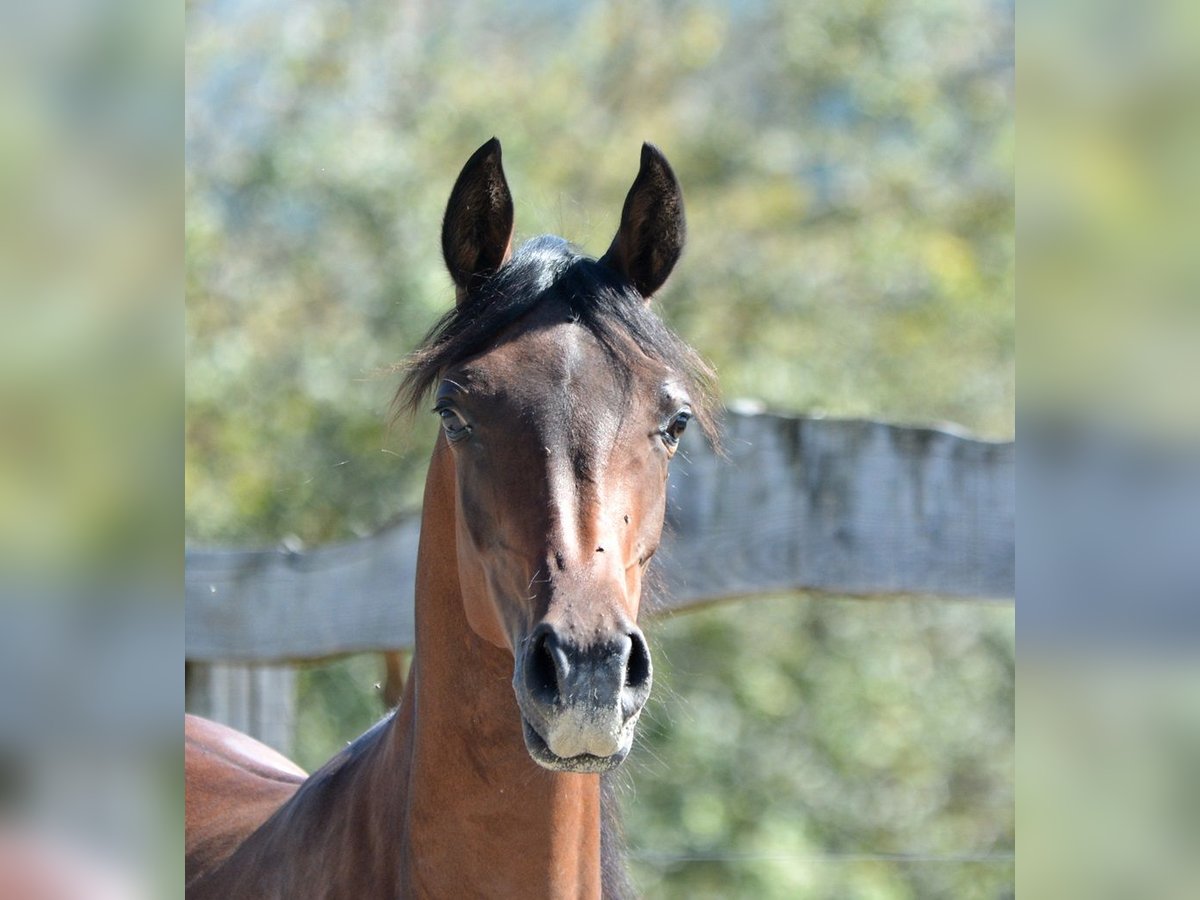 Arabian horses Stallion 1 year 15,1 hh Brown in Koprivnica