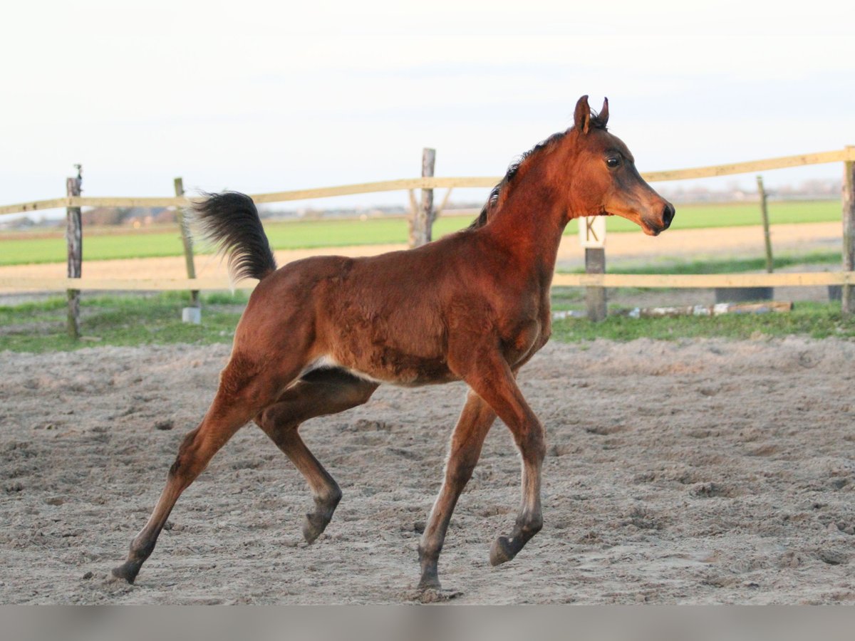 Arabian horses Stallion 1 year 15,1 hh Brown in Julianadorp