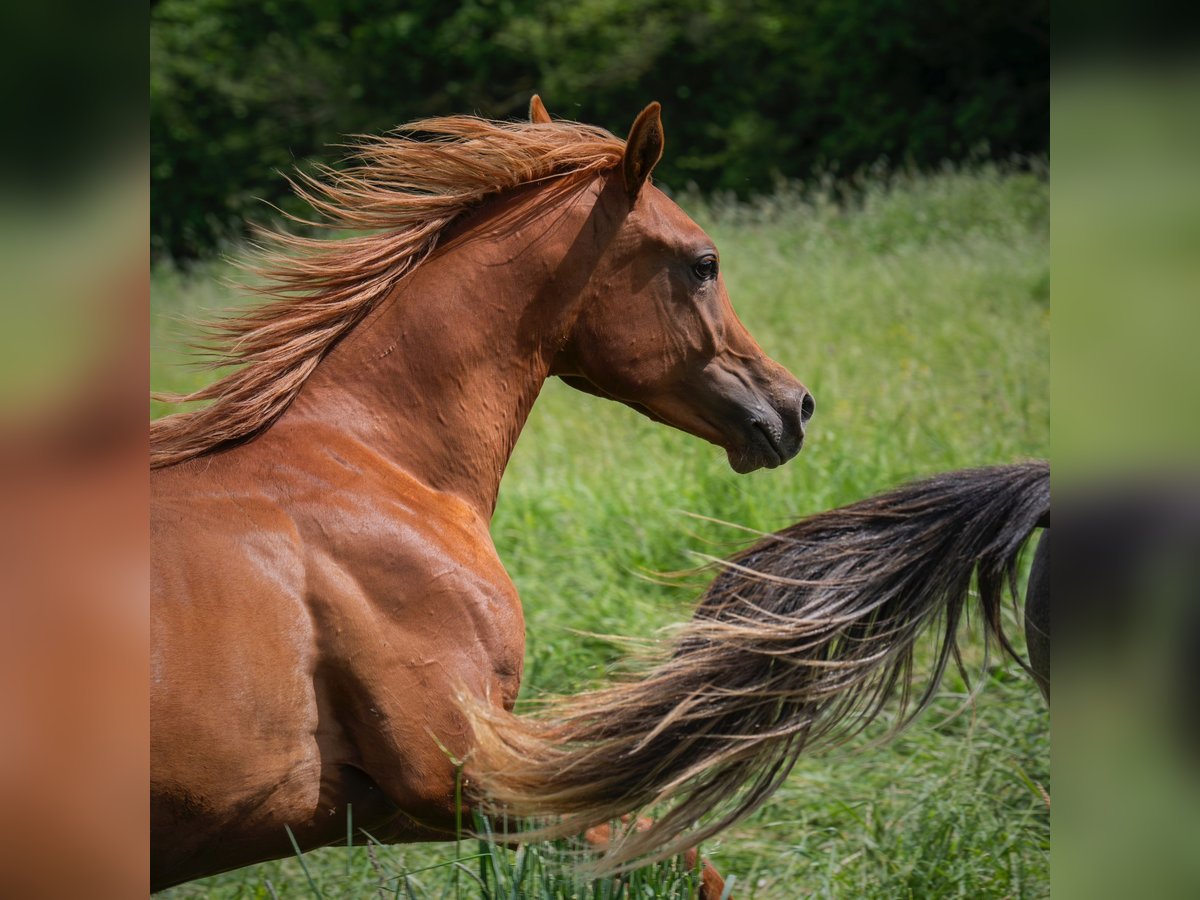 Arabian horses Stallion 1 year 15,1 hh Chestnut-Red in Gemünden (Felda)