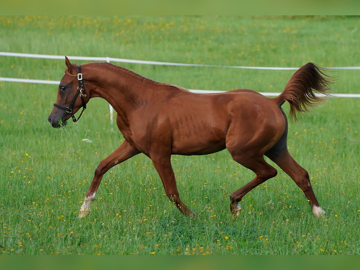 Arabian horses Stallion 1 year 15,1 hh Chestnut-Red in Gemünden (Felda)