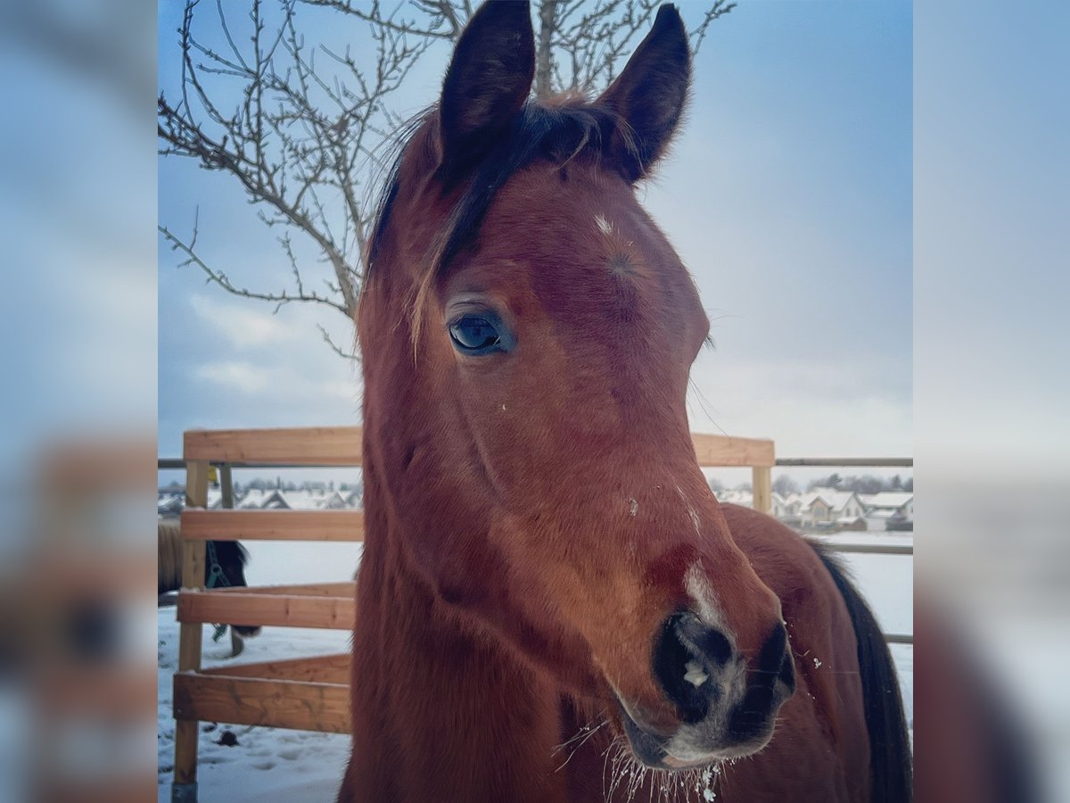 One Horse, Two Horse, Brown Horse, Blue Horse