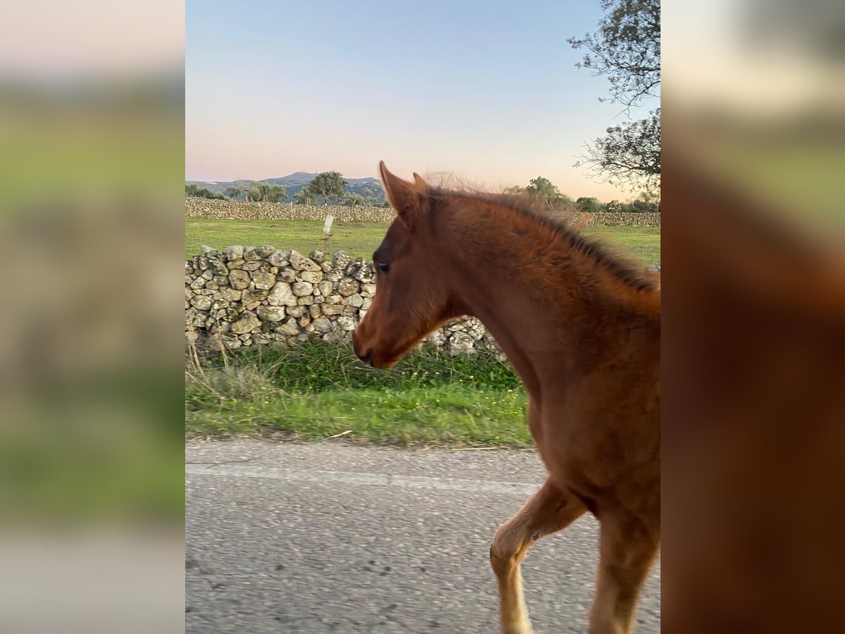 Arabian horses Stallion 1 year 15,2 hh Chestnut in Albala