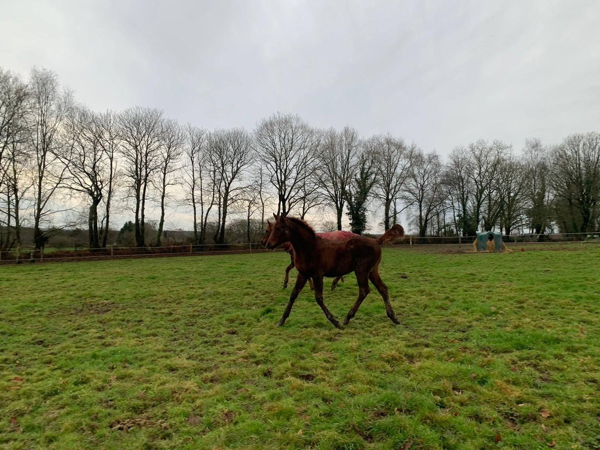 Arabian horses Stallion 1 year 15,2 hh Chestnut in Laurenan