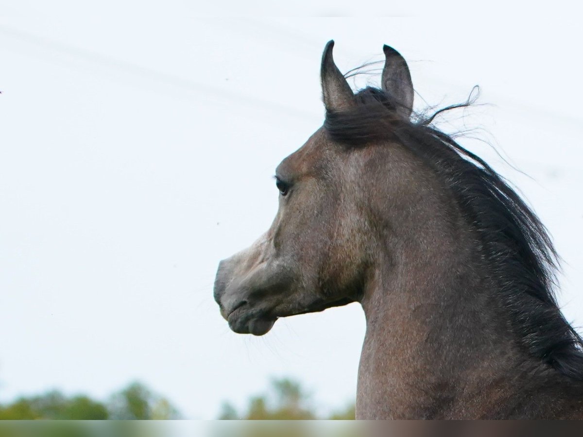 Arabian horses Stallion 1 year 15,3 hh Gray in Kelpen-Oler