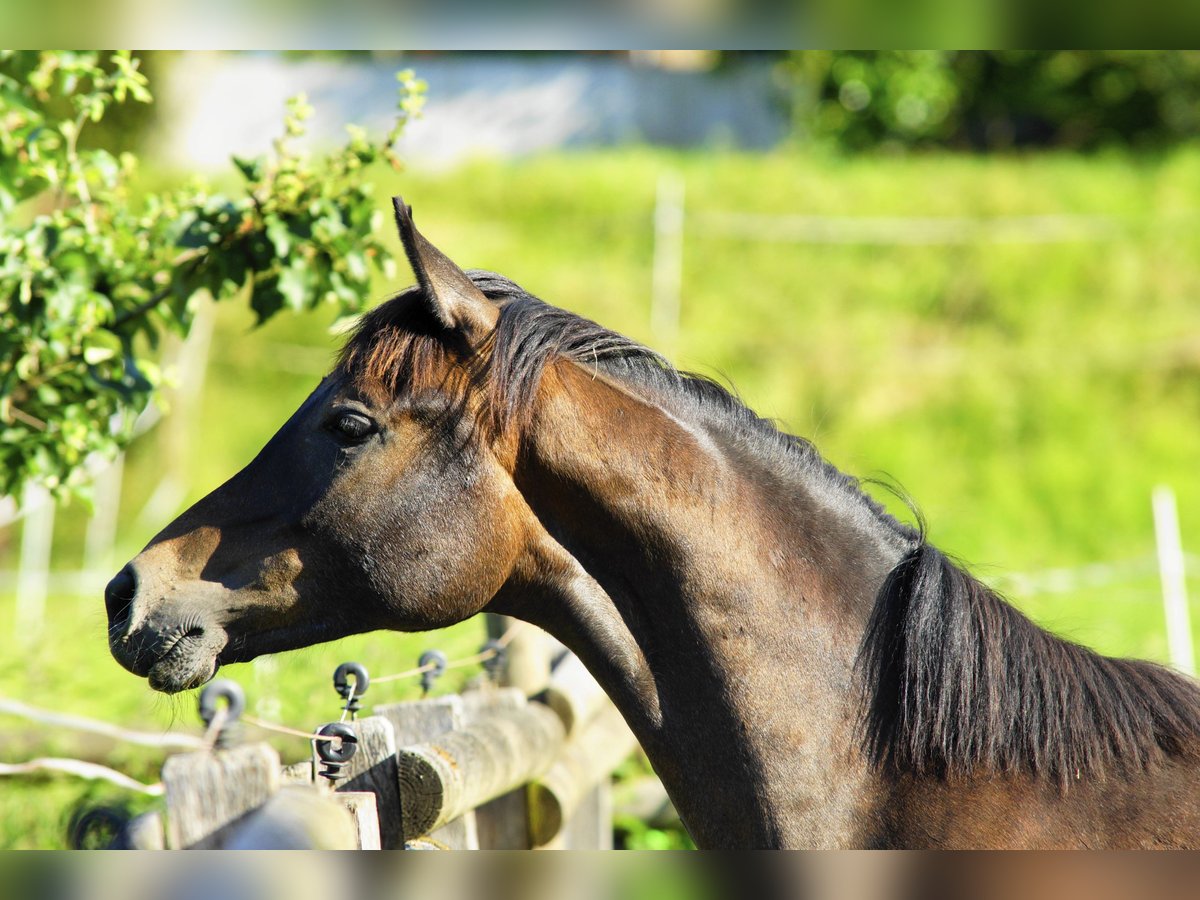 Arabian horses Stallion 1 year 15 hh Gray in AmmerbuchAmmerbuch