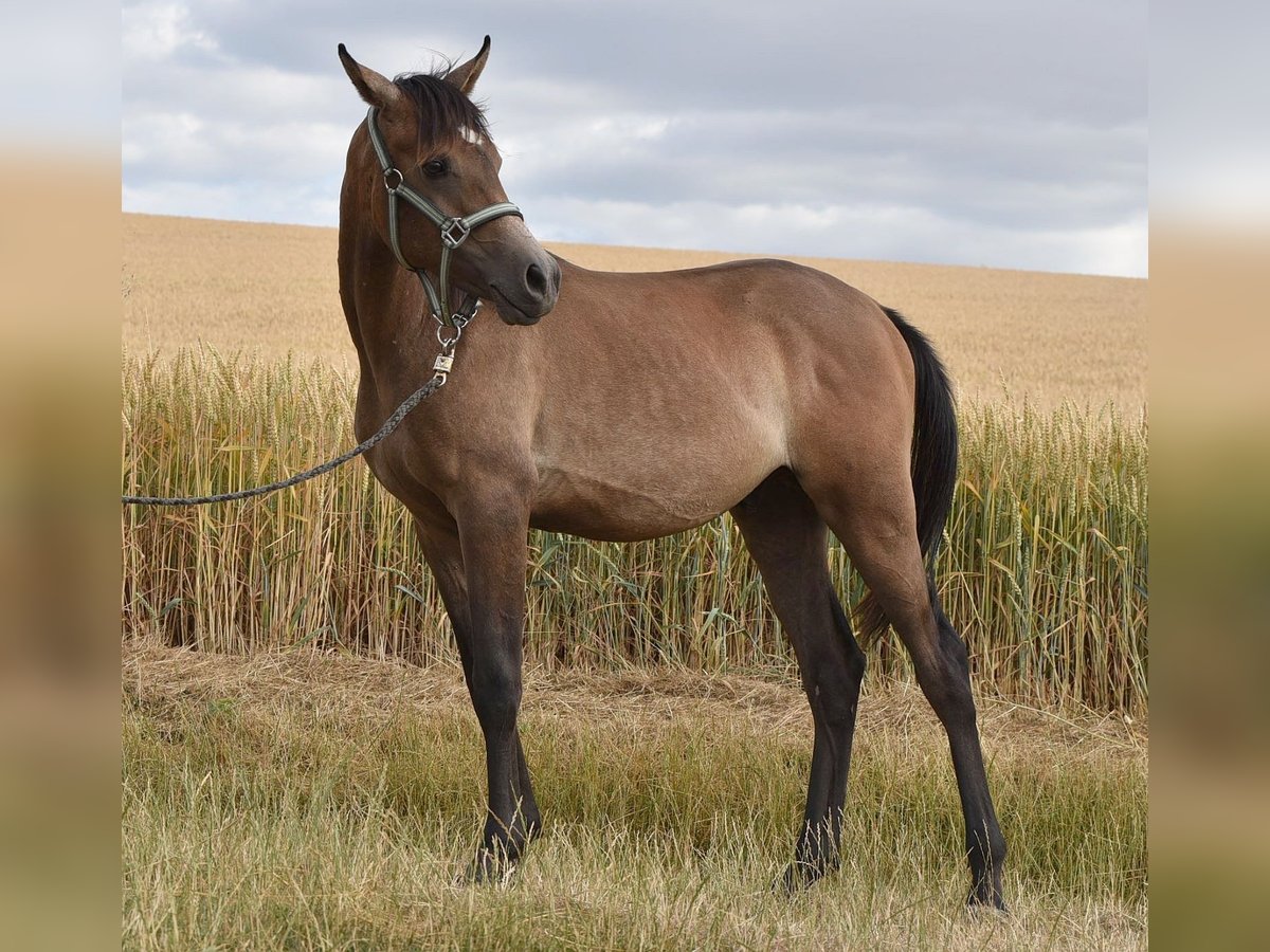 Arabian horses Stallion 1 year 15 hh Gray-Fleabitten in Elxleben