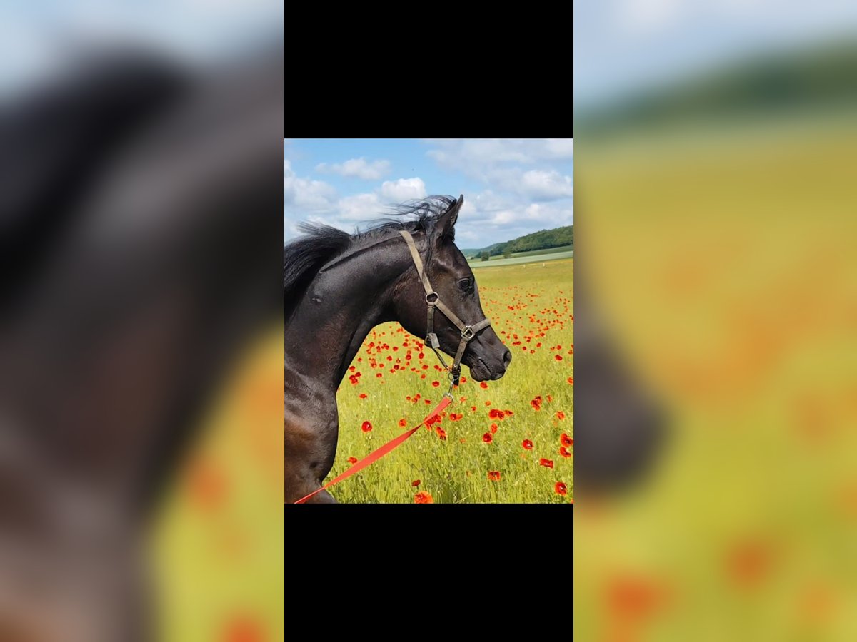 Arabian horses Stallion 1 year 15,1 hh Black in Eisenach