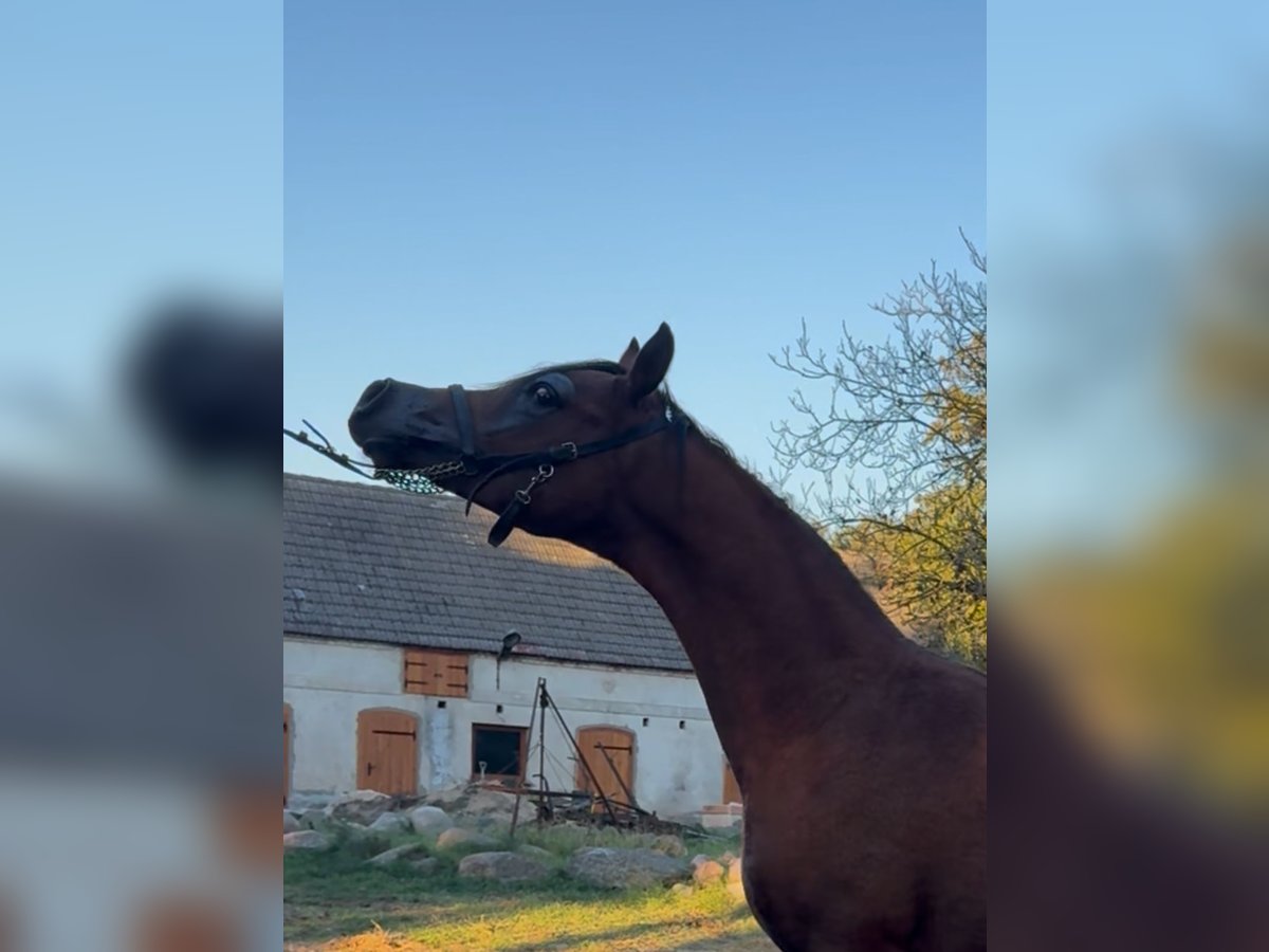 Arabian horses Stallion 1 year Bay in Pozna&#x144;