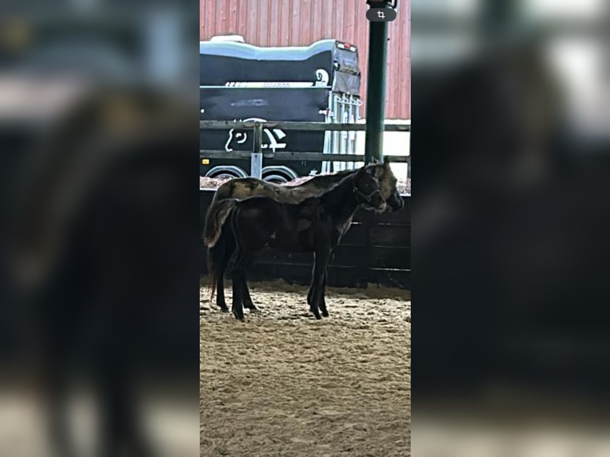 Arabian horses Stallion 1 year Black in Ennepetal