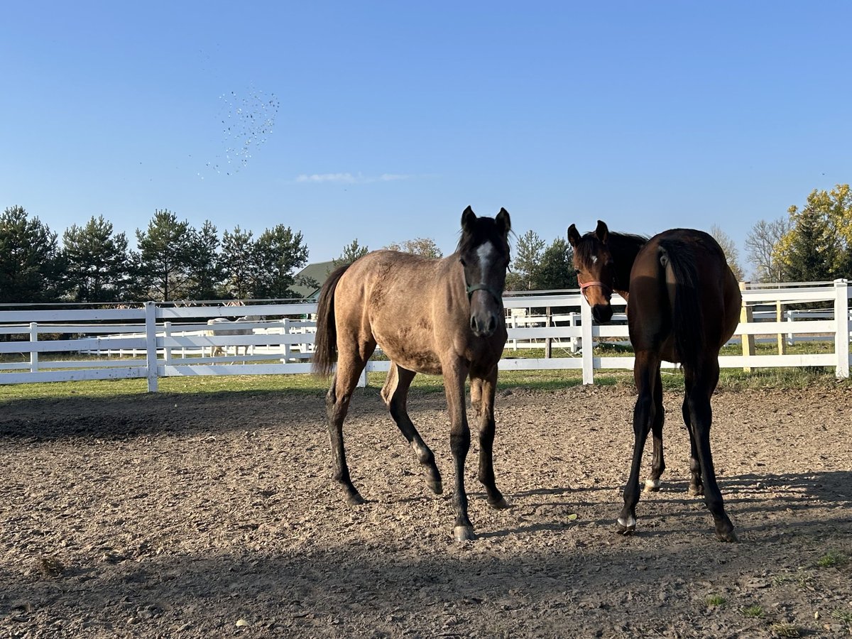 Arabian horses Stallion 1 year Brown in Warszawa