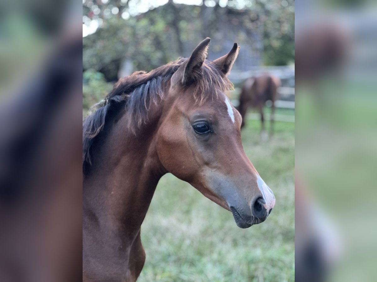 Arabian horses Stallion 1 year Brown in Riedlingsdorf