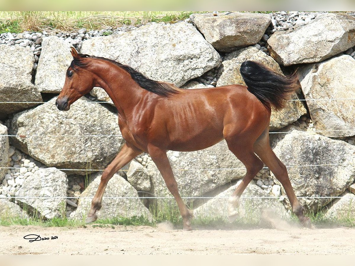 Arabian horses Stallion 1 year Brown in Wallsee