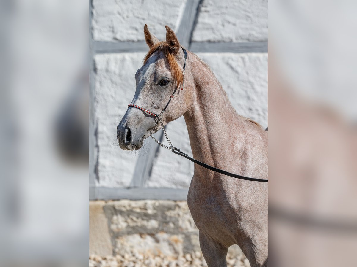 Arabian horses Stallion 1 year Can be white in Gomadingen