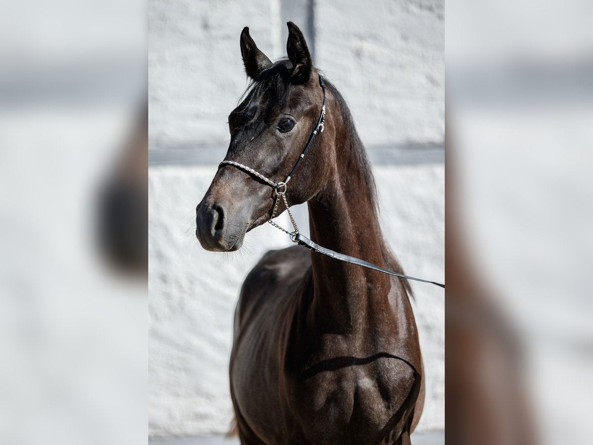 Arabian horses Stallion 1 year Can be white in Gomadingen