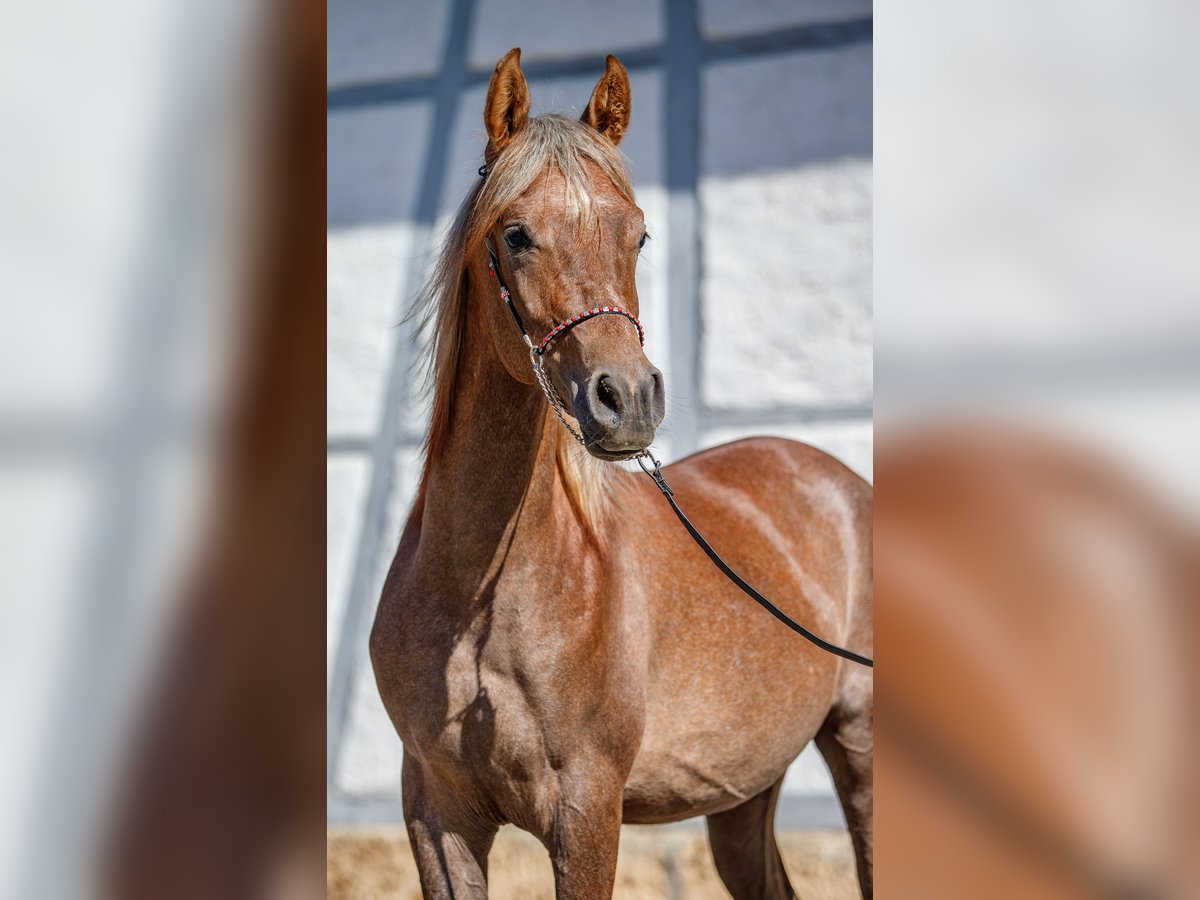 Arabian horses Stallion 1 year Can be white in Gomadingen Arabian horses Stallion 1 year Can be white in Gomadingen