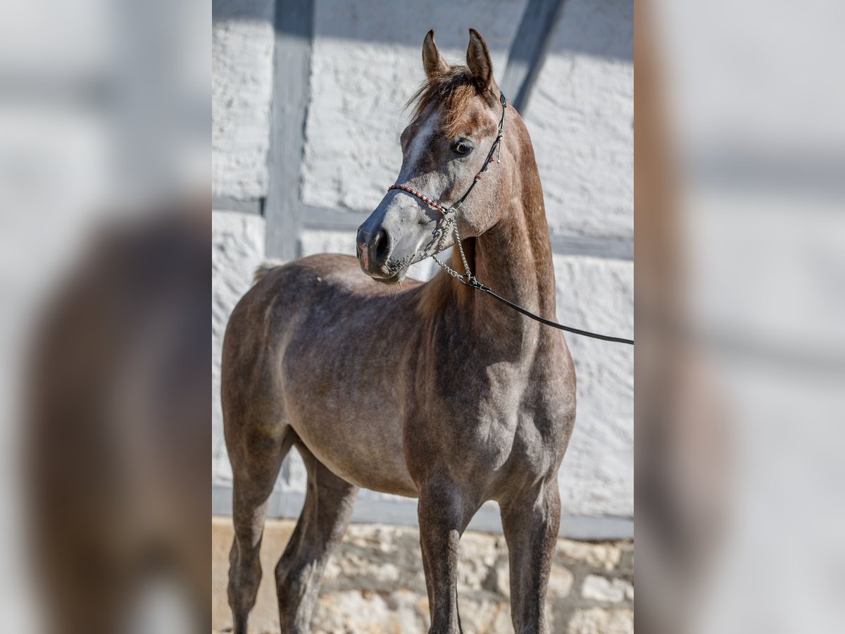 Arabian horses Stallion 1 year Can be white in Gomadingen Arabian horses Stallion 1 year Can be white in Gomadingen
