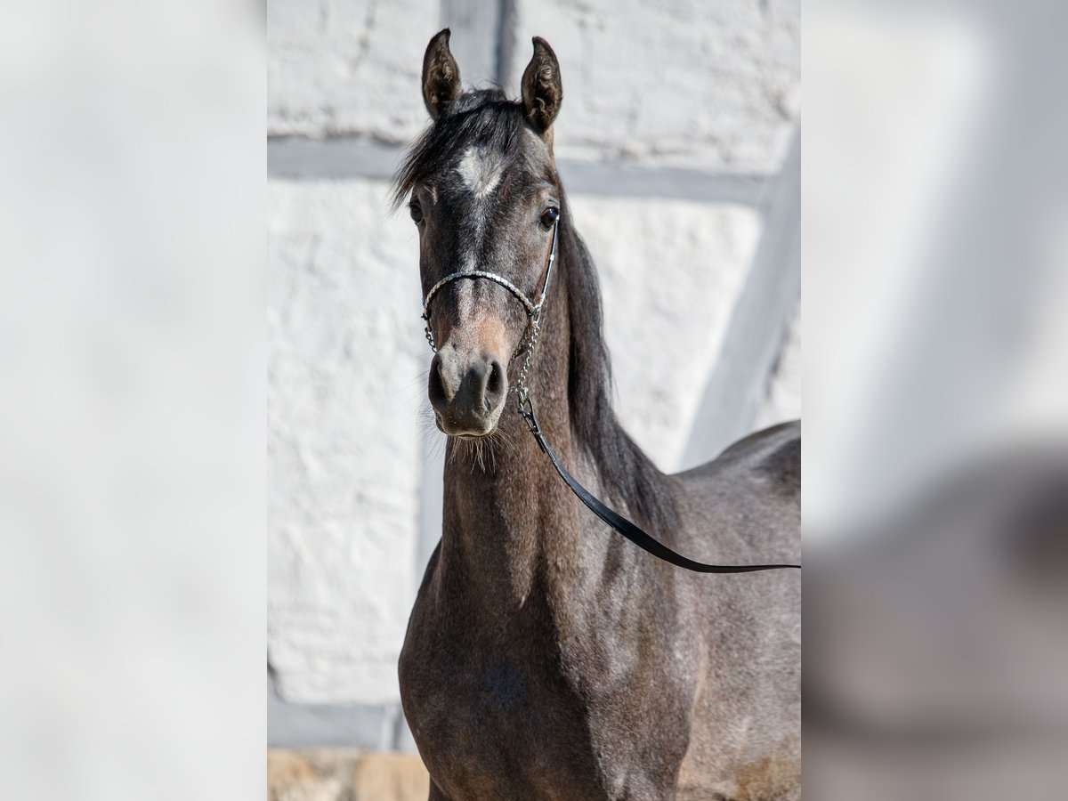 Arabian horses Stallion 1 year Can be white in Gomadingen Arabian horses Stallion 1 year Can be white in Gomadingen