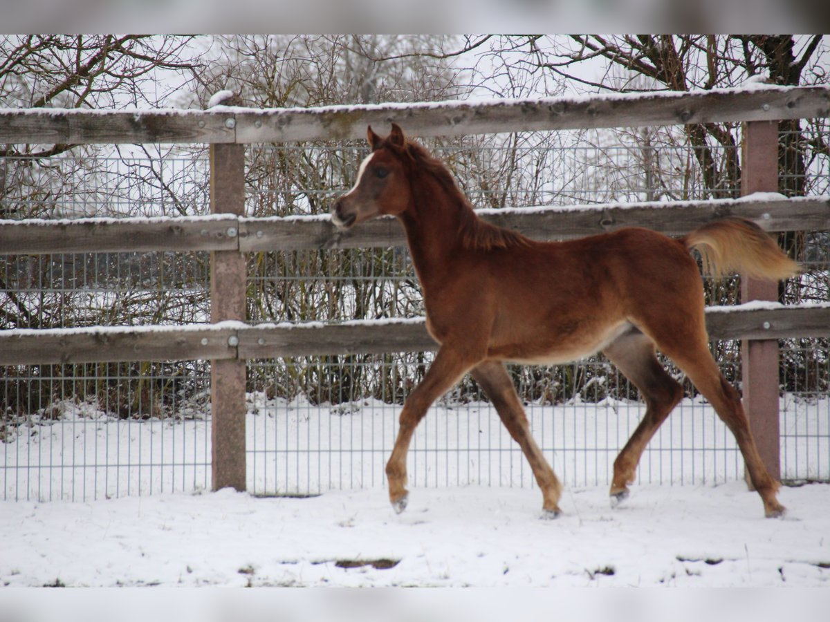 Arabian horses Stallion 1 year Chestnut in Nellingen