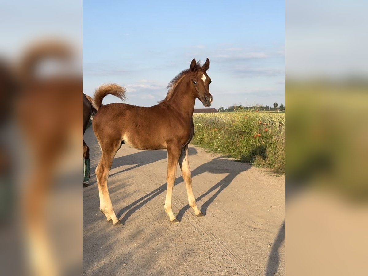 Arabian horses Stallion 1 year Chestnut-Red in Poznań