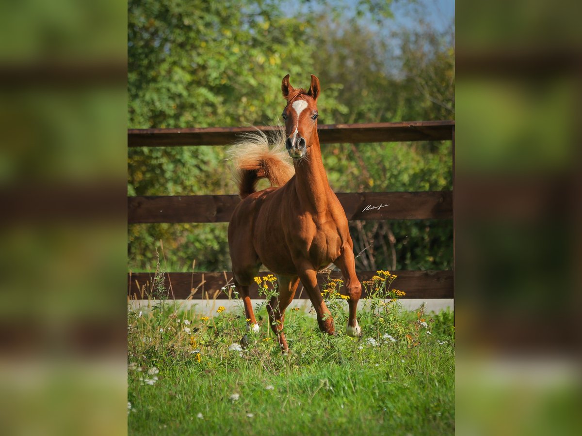 Arabian horses Stallion 1 year Chestnut-Red in Jaros&#x142;aw