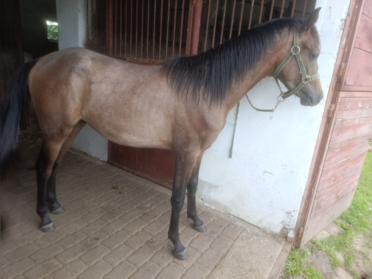 Arabian horses Stallion 1 year Gray in Bonin