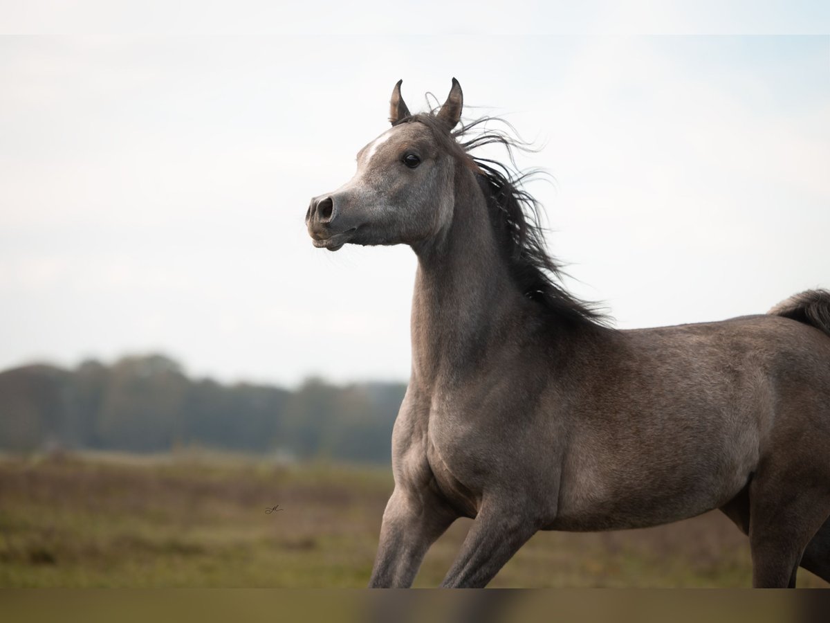 Arabian horses Stallion 1 year Gray in Kelpen-Oler