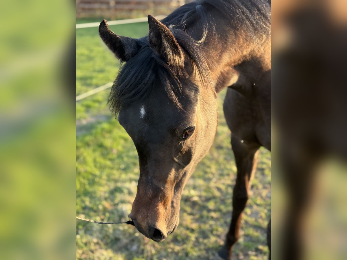 Arabian horses Stallion 1 year Gray in Sint-Truiden